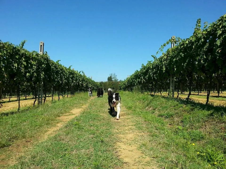 Agriturismo Gravanella Daire Castelfranco Piandisco